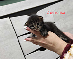Кошки в Теберде: Котята мейн кун, 16 000 руб. - фото 4