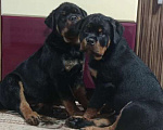 Собаки в Сургуте: Перспективные щенки. Ротвейлер Мальчик, 50 000 руб. - фото 1
