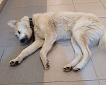 Собаки в Истре: Найдена собака светлая белая мальчик Мальчик, 2 руб. - фото 2