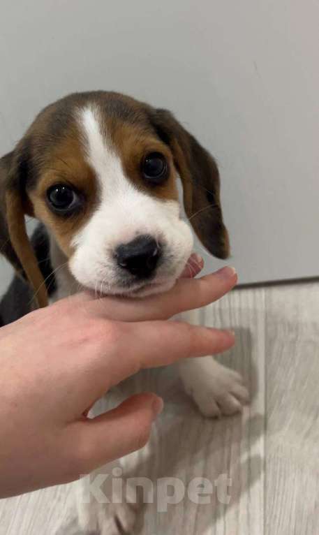 Собаки в Москве: Щенок мальчик бигль в заботливые руки Мальчик, 30 000 руб. - фото 3