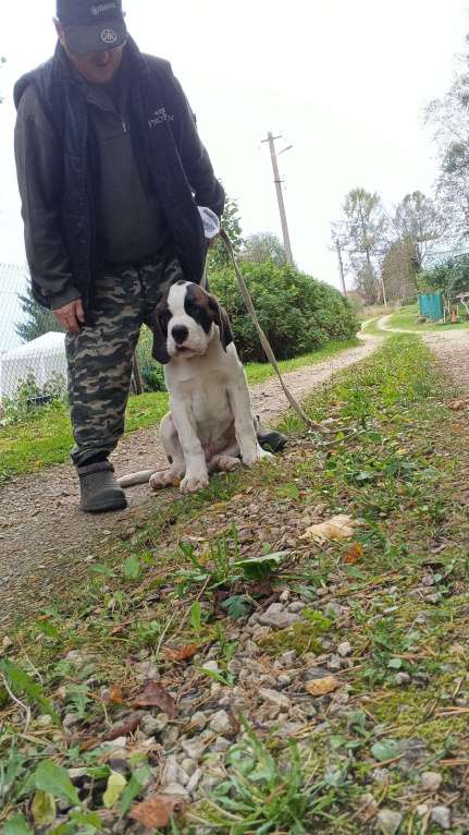 Собаки в Волосовом: Щенок сенбернара Мальчик, Бесплатно - фото 4