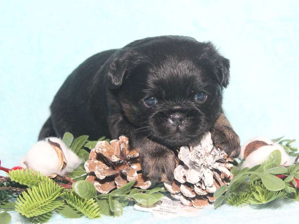 Собаки в Санкт-Петербурге: Маленькая принцесса Девочка, 80 000 руб. - фото 9