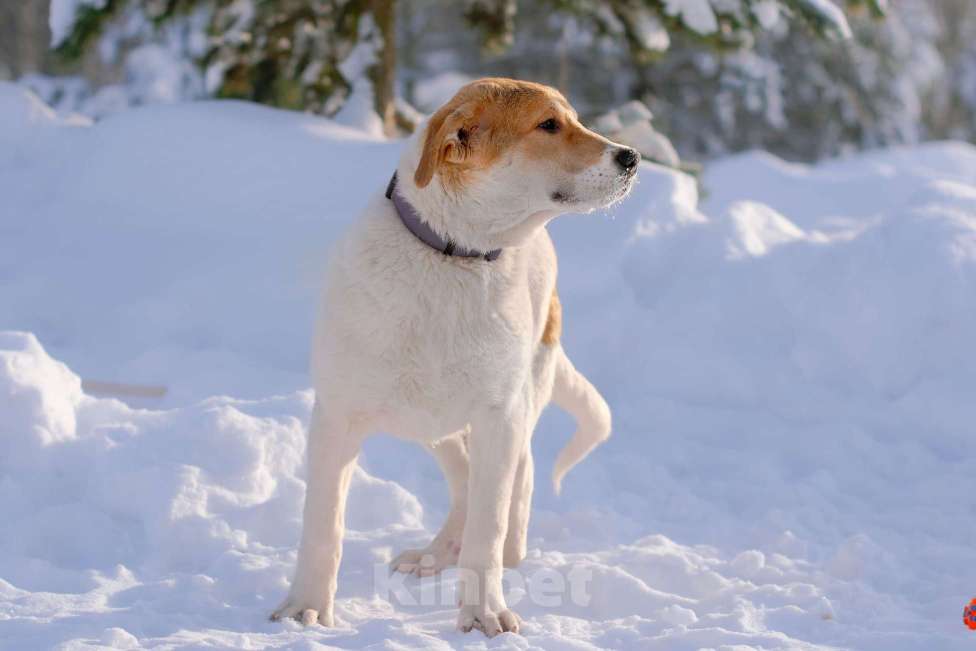 Собаки в Москве: Белый щенок Дин от папы-алабая ищет дом Мальчик, Бесплатно - фото 9