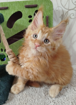 Котенок Мейн Кун