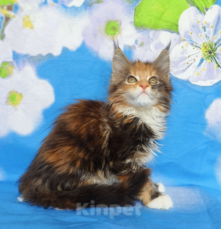 Кошки в Москве: Котёнок из питомника Девочка Девочка, 60 000 руб. - фото 1