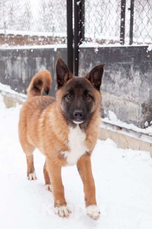 Собаки в Ногинске: Евсей в поиске дома Мальчик, Бесплатно - фото 2