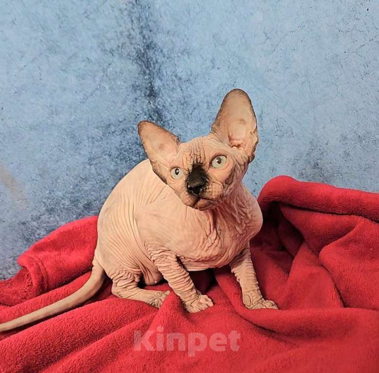 Кошки в Калининграде: Канадский сфинкс девочка с документами Девочка, 30 000 руб. - фото 2