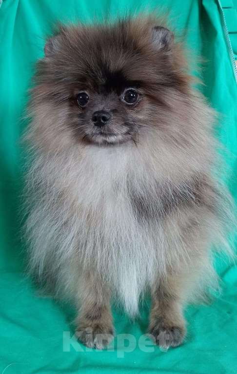 Собаки в Новосибирске: Щенок шпица Мальчик, 80 000 руб. - фото 2