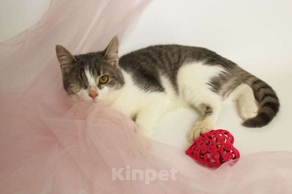 Кошки в Москве: Лаки Мальчик, Бесплатно - фото 9