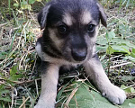 Собаки в Ставрополе: Щенки и в добрые руки!  Мальчик, Бесплатно - фото 1