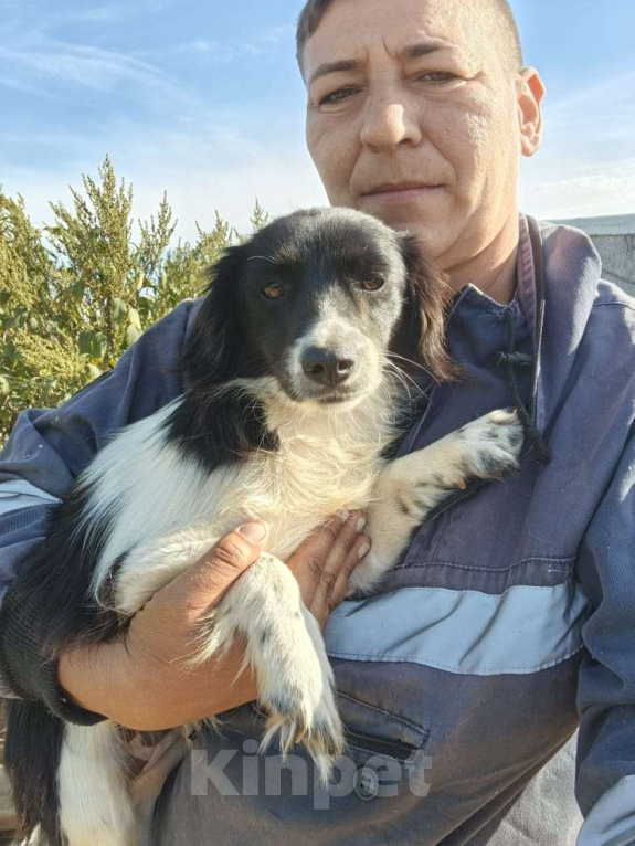 Собаки в Москве: Маленькая собачка ищет дом Девочка, Бесплатно - фото 3