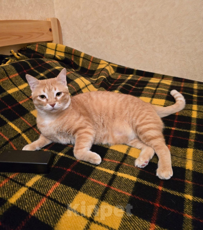 Кошки в Москве: Кошка Умка ищет дом Девочка, Бесплатно - фото 2