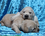 Собаки в Москве: Щенки золотистого ретривера Разнополые, 80 000 руб. - фото 1