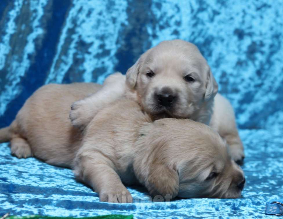Собаки в Москве: Щенки золотистого ретривера Разнополые, 80 000 руб. - фото 1