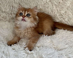 Кошки в Москве: Необыкновенно красивый малыш Мальчик, 40 000 руб. - фото 3