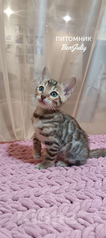 Кошки в других городах Свердловской области: Бенгальский котёнок Мальчик, Бесплатно - фото 1
