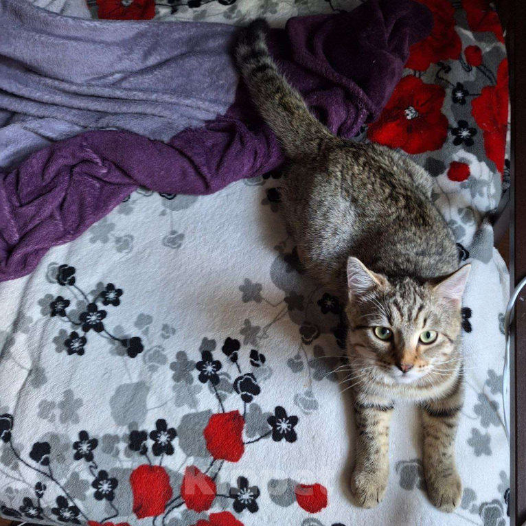 Кошки в Липецке: Плюшевый - Кузя)) Мальчик, Бесплатно - фото 2