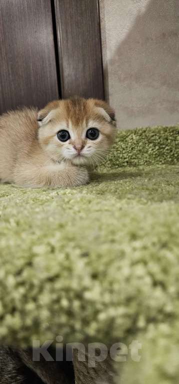 Кошки в Балашихе: Золотой пирожок Мальчик, 40 000 руб. - фото 2