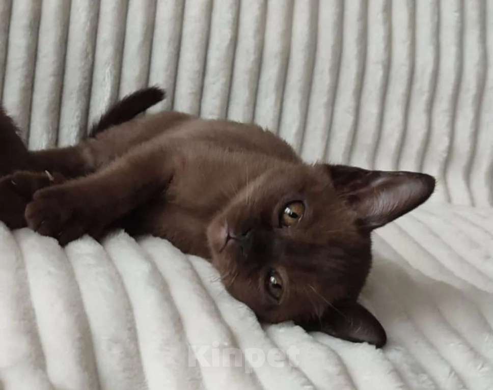 Кошки в Нижнем Новгороде: Котята европейской Бурмы  Мальчик, 50 000 руб. - фото 3