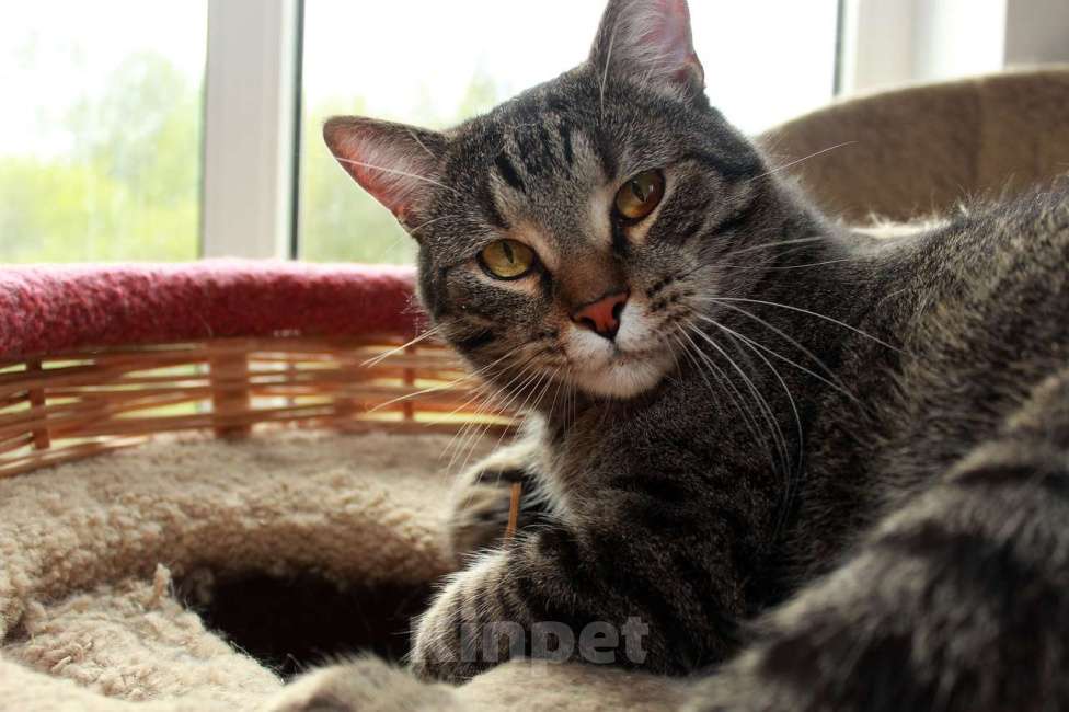 Кошки в Калуге: Барсик – котик компаньон. Молодой кот в добрые руки. Мальчик, Бесплатно - фото 3