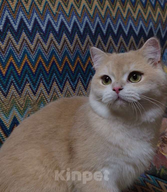 Кошки в Москве: Котик Виктор золотая шиншилла, bri ay12 Мальчик, 80 000 руб. - фото 2