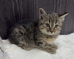 Кошки в Химках: Котенок Девочка, Бесплатно - фото 1