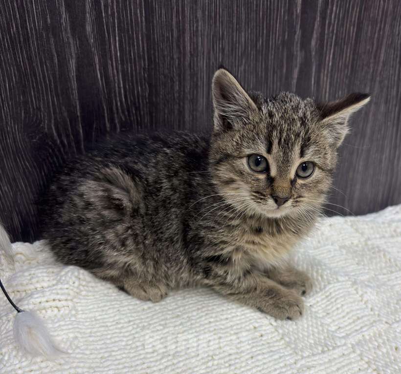 Кошки в Химках: Котенок Девочка, Бесплатно - фото 1