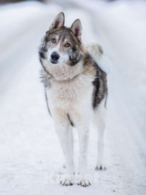 Собаки в Химках: Фенотип лайки в приюте, в добрые руки Мальчик, Бесплатно - фото 4