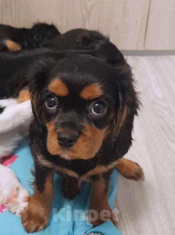 Собаки в других городах Калининградской области: Кавалер Кинг Чарльз Спаниель Мальчик, 38 000 руб. - фото 5