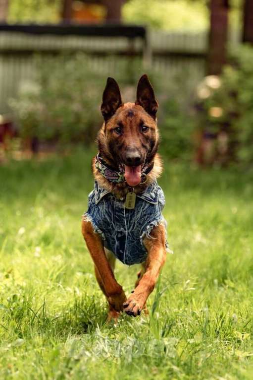 Собаки в Москве: Красавчик Анзор ищет дом. Мальчик, Бесплатно - фото 1