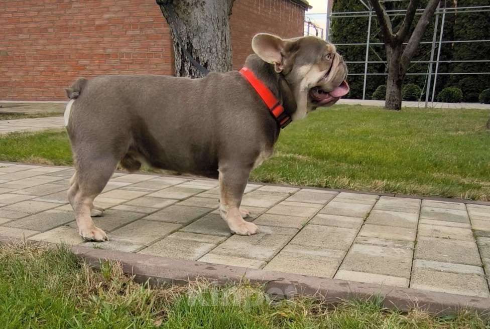 Собаки в Тимашевске: Приглашаем невест. Мальчик, 30 000 руб. - фото 4