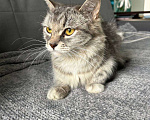 Кошки в Котельнике: Найдена, подобрана кошка!  Девочка, Бесплатно - фото 1