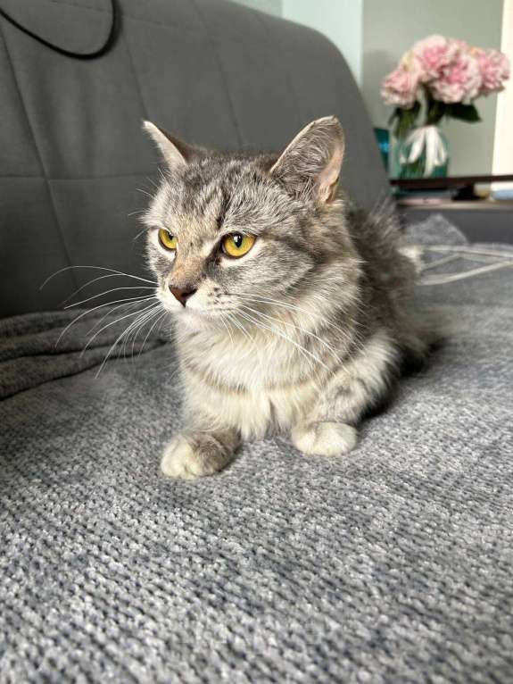 Кошки в Котельнике: Найдена, подобрана кошка!  Девочка, Бесплатно - фото 1