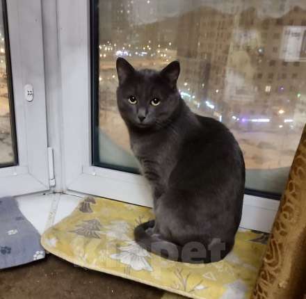 Кошки в Москве: Маффин, серый красавец с мягким сердцем ищет дом Мальчик, Бесплатно - фото 1