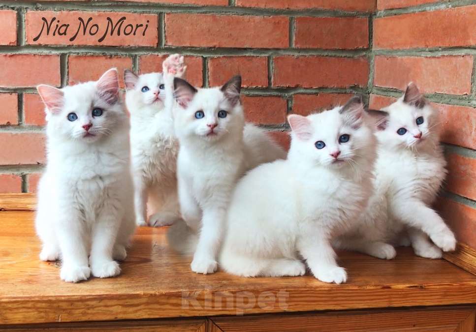 Кошки в Москве: Котёнок девочка породы Рэгдолл - Asuma Девочка, 60 000 руб. - фото 3