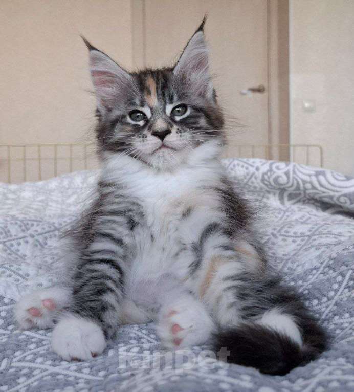 Кошки в Геленджике: Продаётся котёнок мейн-кун, девочка, редкий окрас fs 03 24, из питомника EdenLight (Геленджик) Девочка, Бесплатно - фото 7