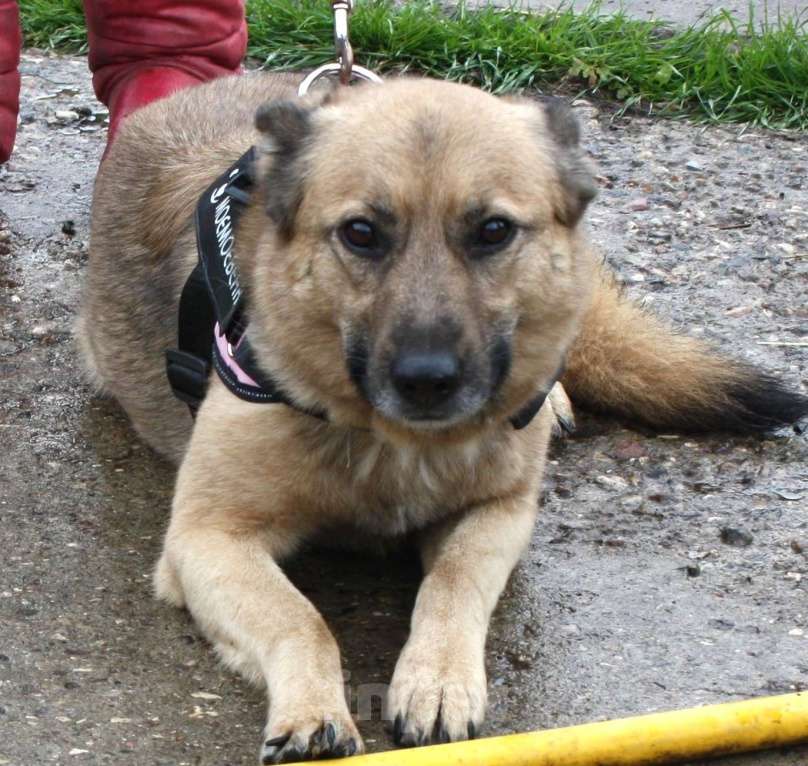 Собаки в Москве: Добрая, ласковая собака Лада всю жизнь ждет своего родного ЧЕЛОВЕКА! Девочка, Бесплатно - фото 1