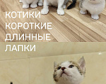 Кошки в Кургане: Манчкин котята из питомника,от ветеринара. Мальчик, 35 000 руб. - фото 4