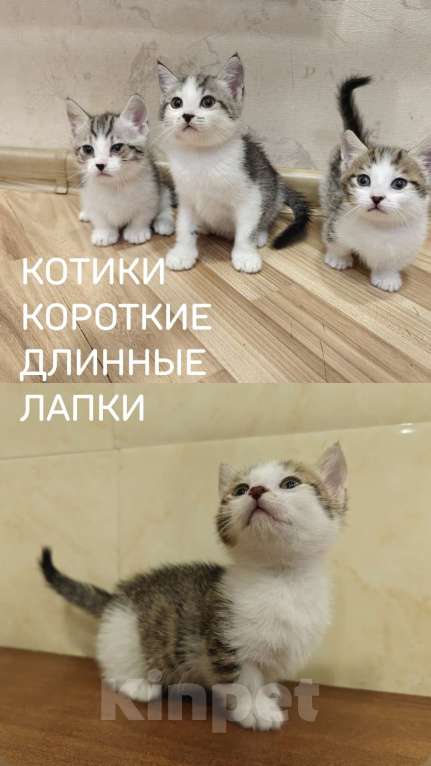 Кошки в Кургане: Манчкин котята из питомника,от ветеринара. Мальчик, 35 000 руб. - фото 4
