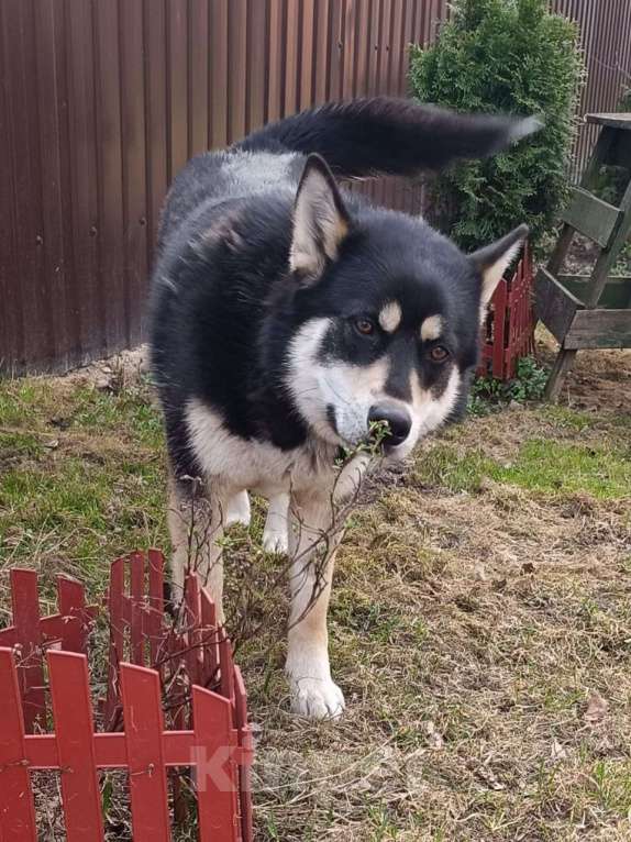 Собаки в Москве: Поступили как с ненужной игрушкой  Девочка, Бесплатно - фото 2