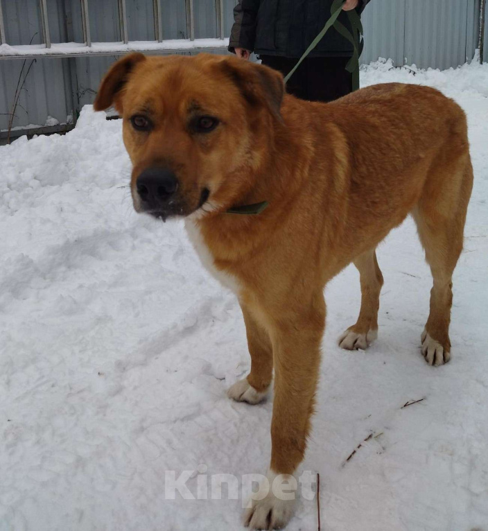 Собаки в других городах Московской области: Рэй ищет дом Мальчик, Бесплатно - фото 1