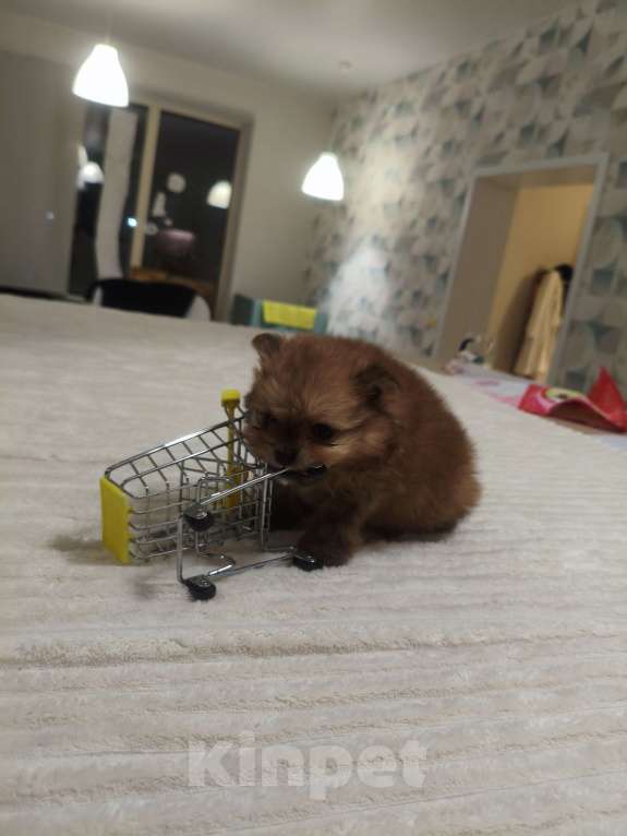 Собаки в Москве: Щенок померанского шпица Девочка, 120 000 руб. - фото 6