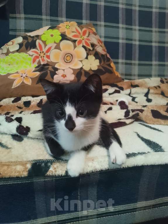 Кошки в Реутове: Отдаëм котëнка в добрые руки Мальчик, 1 руб. - фото 9