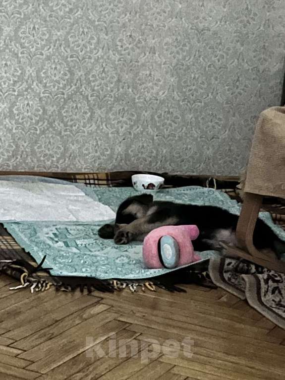 Собаки в Санкт-Петербурге: Немецкая овчарка отдается в добрые руки  Мальчик, Бесплатно - фото 5