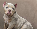 Собаки в Москве: Американский булли Девочка, 150 000 руб. - фото 2
