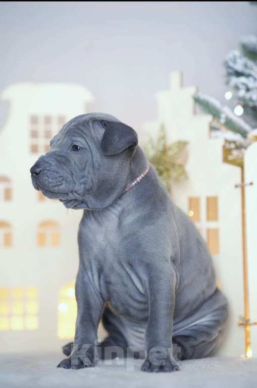 Собаки в Санкт-Петербурге: Тайский риджбек щенок Девочка, 140 000 руб. - фото 2