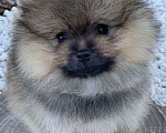 Собаки в Краснослободске: Померанский шпиц  Мальчик, 85 000 руб. - фото 3