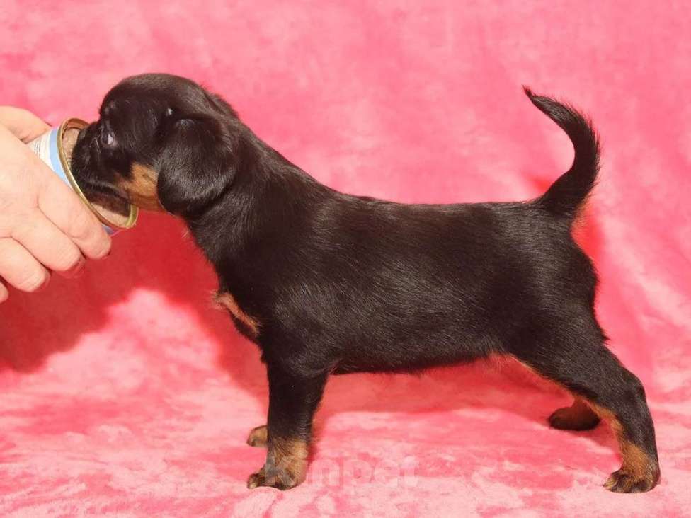 Собаки в Санкт-Петербурге: Очаровательный щенок  Девочка, 80 000 руб. - фото 9