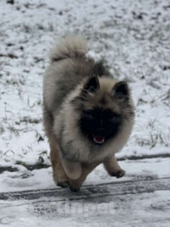 Собаки в Москве: Джоув Божественный Из Воронцовского Дворца  Мальчик, 50 000 руб. - фото 1