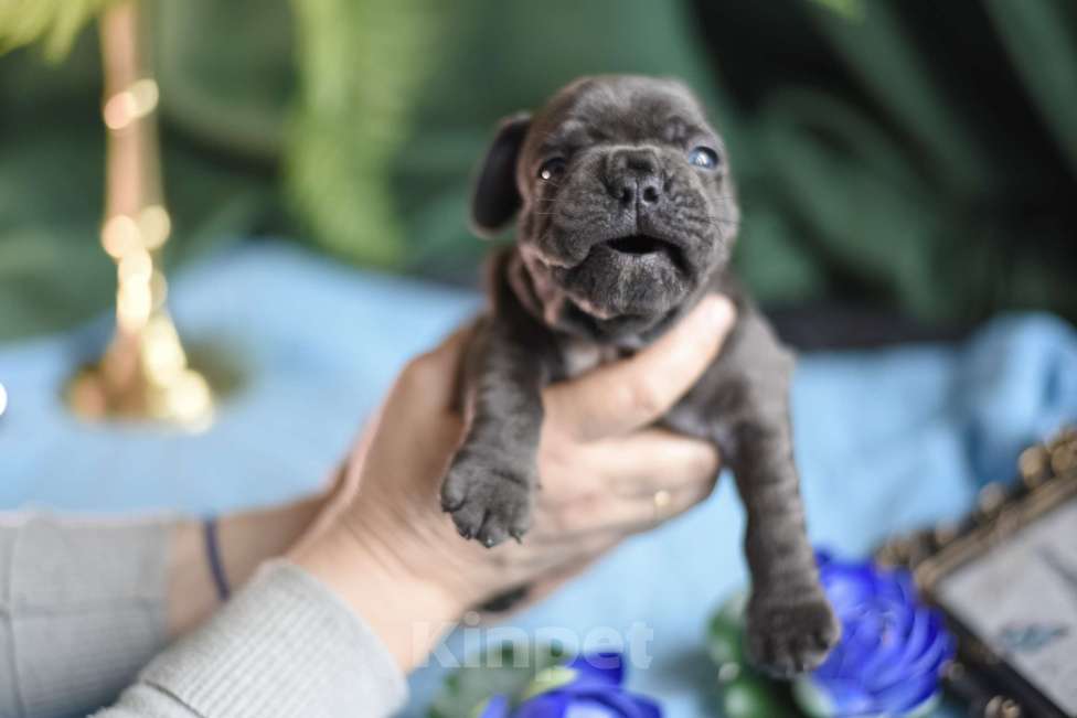 Собаки в Москве: мальчик голубой без подпала Мальчик, 65 000 руб. - фото 4